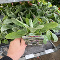 Stachys lanata 9cm / 2L