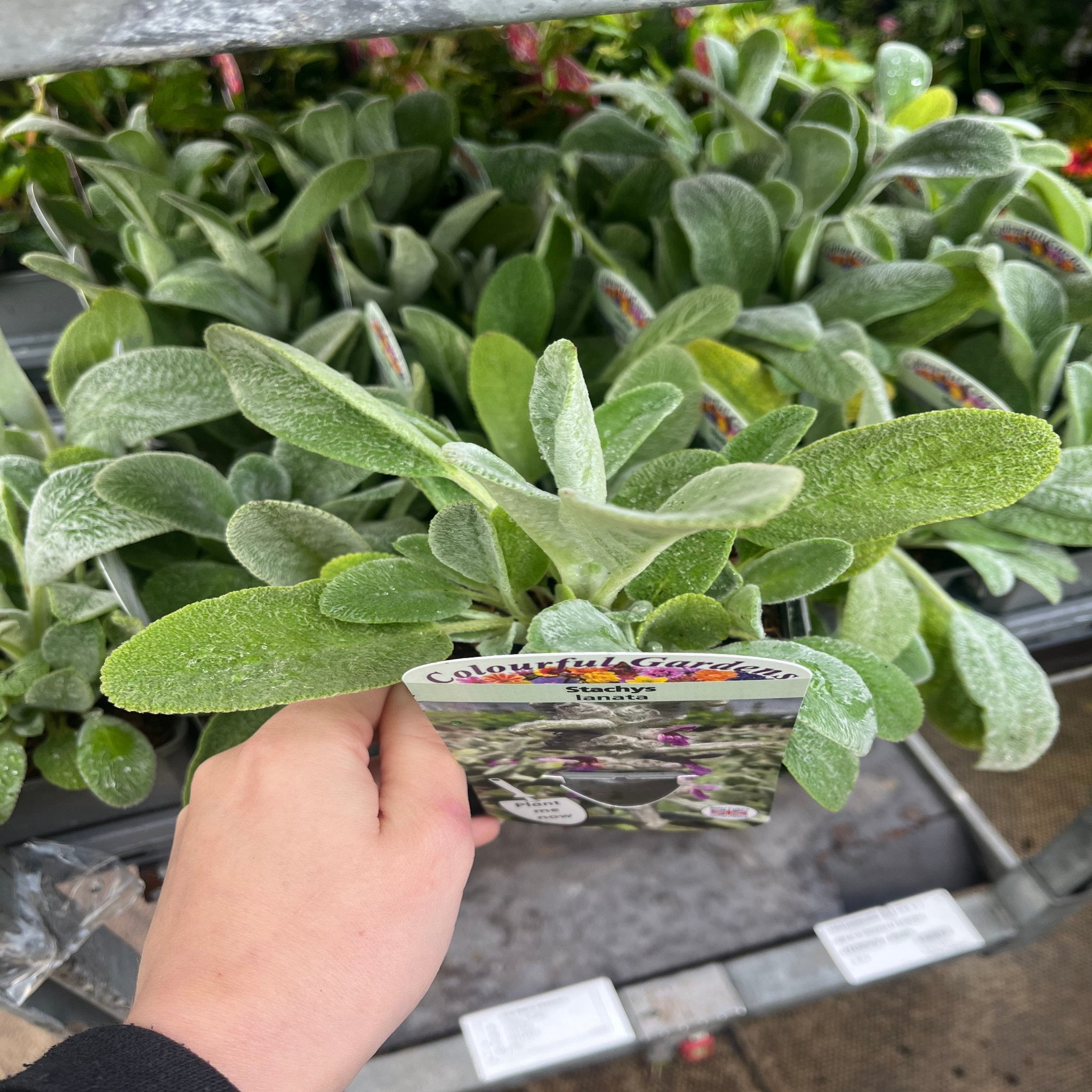 Stachys lanata 9cm / 2L