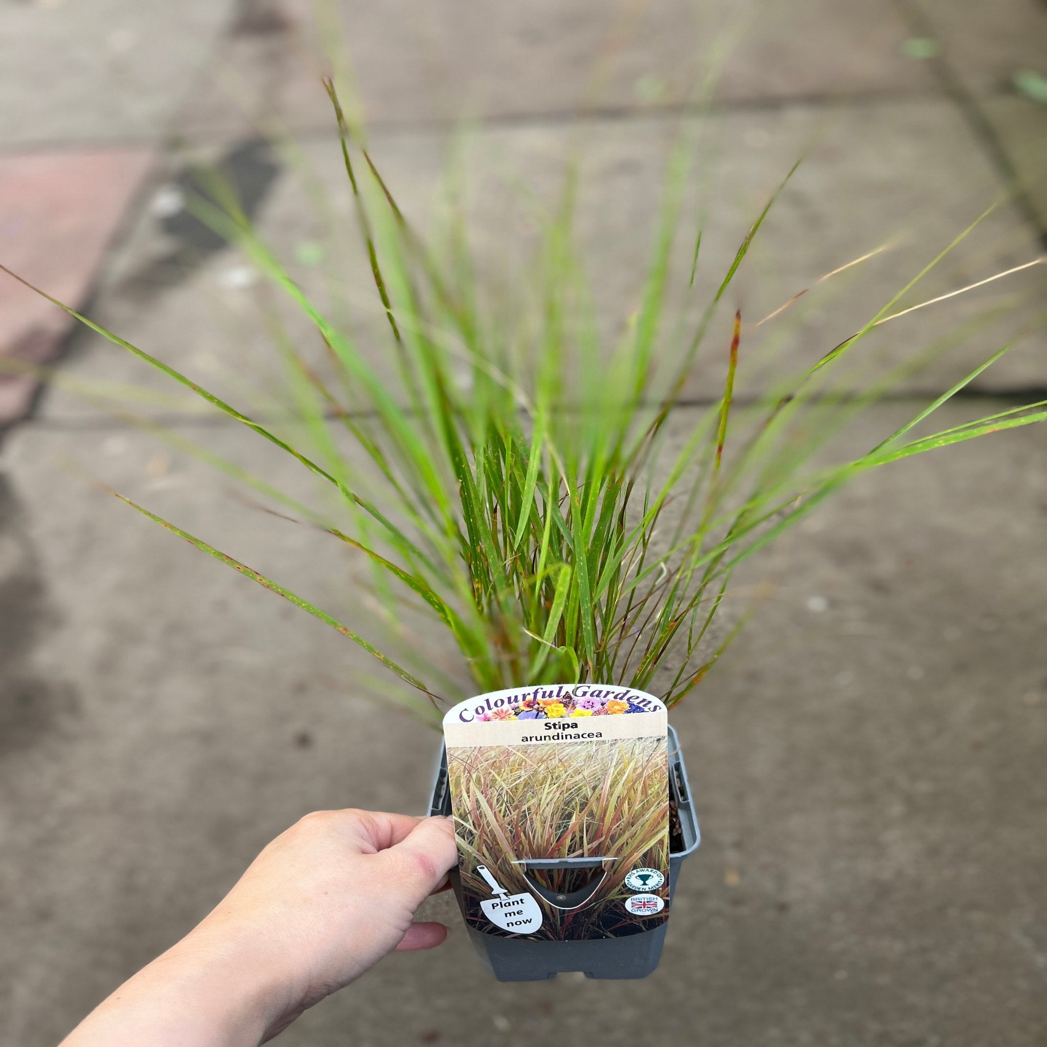 Stipa arundinacea 9cm