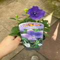 Platycodon grandiflora Astra Blue 9cm
