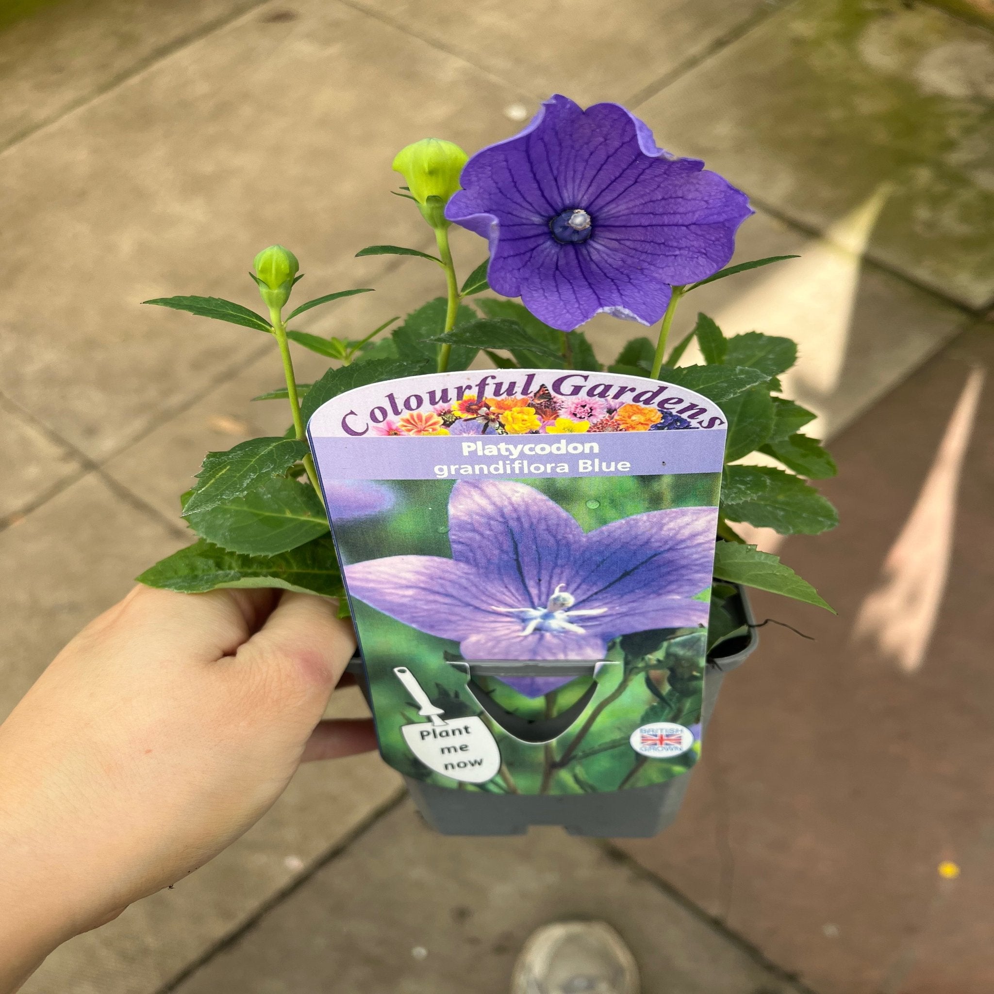 Platycodon grandiflora Astra Blue 9cm