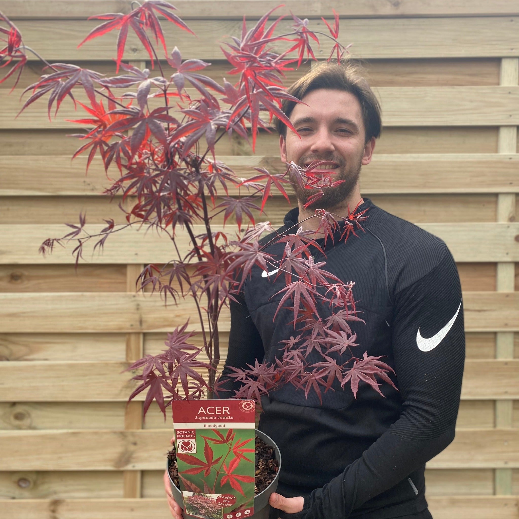Acer palmatum 'Bloodgood' 3L / 10L / 70L / 90L