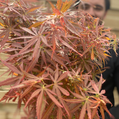 Acer palmatum Jerre Schwartz 3L / 35L