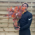 Acer palmatum Atropurpureum 2L