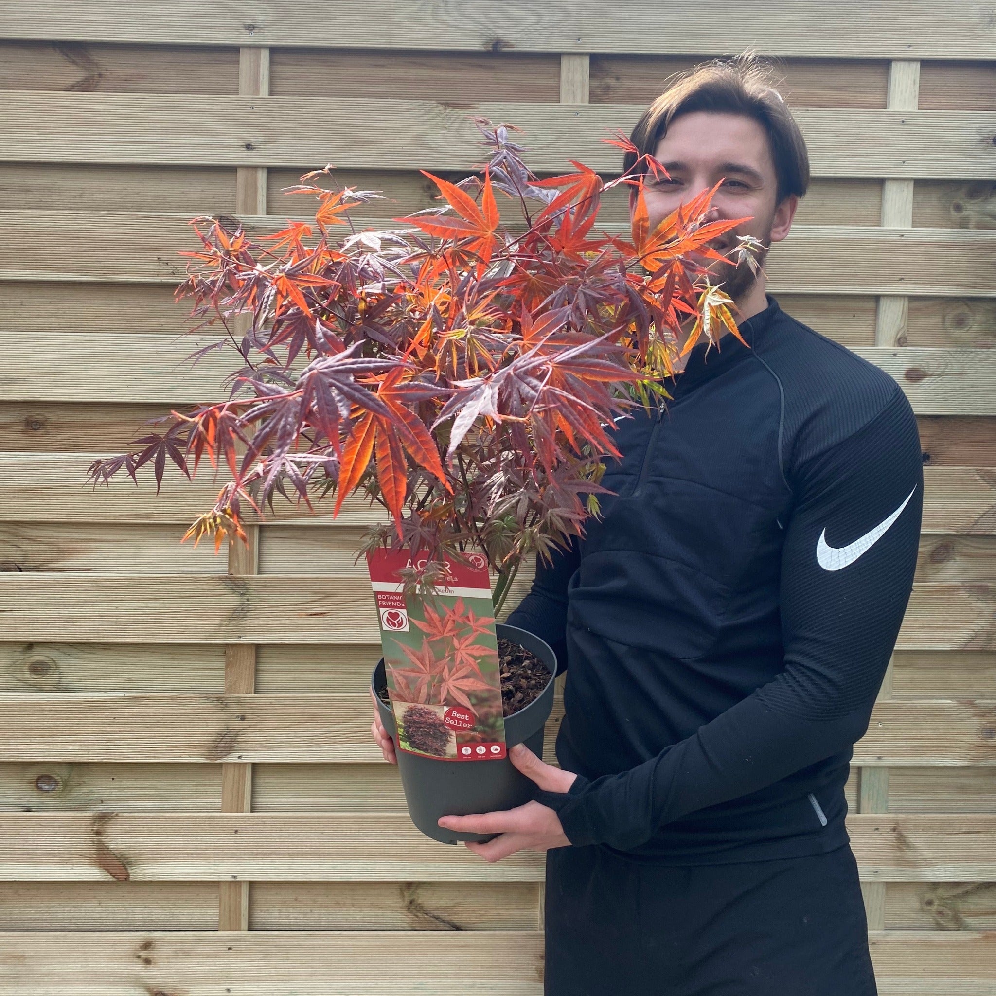 Acer palmatum 'Atropurpureum' 10.5cm-130L