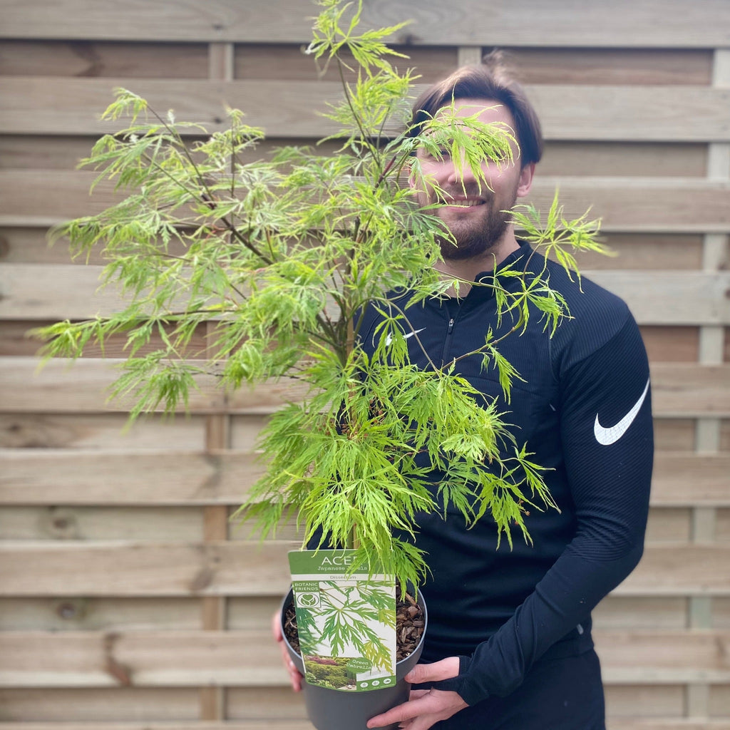 Acer palmatum Dissectum 3L / 10L / 130L