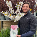 Ornamental Flowering Cherry Blossom Dwarf Tree -  Nipponica  ‘Brilliant' (2 Sizes Available)