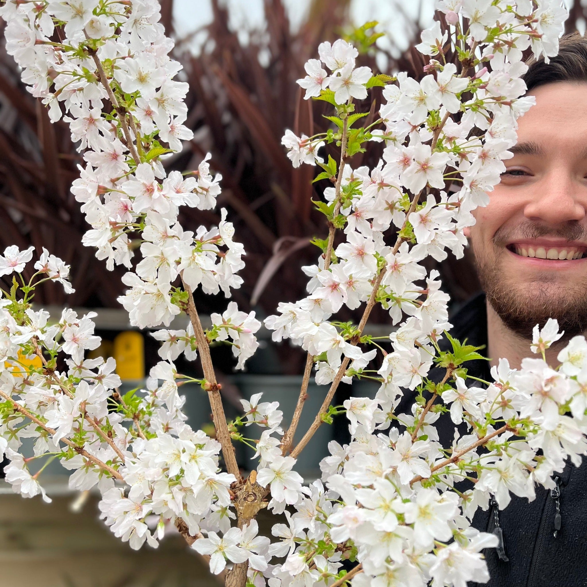 Ornamental Flowering Cherry Blossom Dwarf Tree -  Nipponica  ‘Brilliant' (2 Sizes Available)