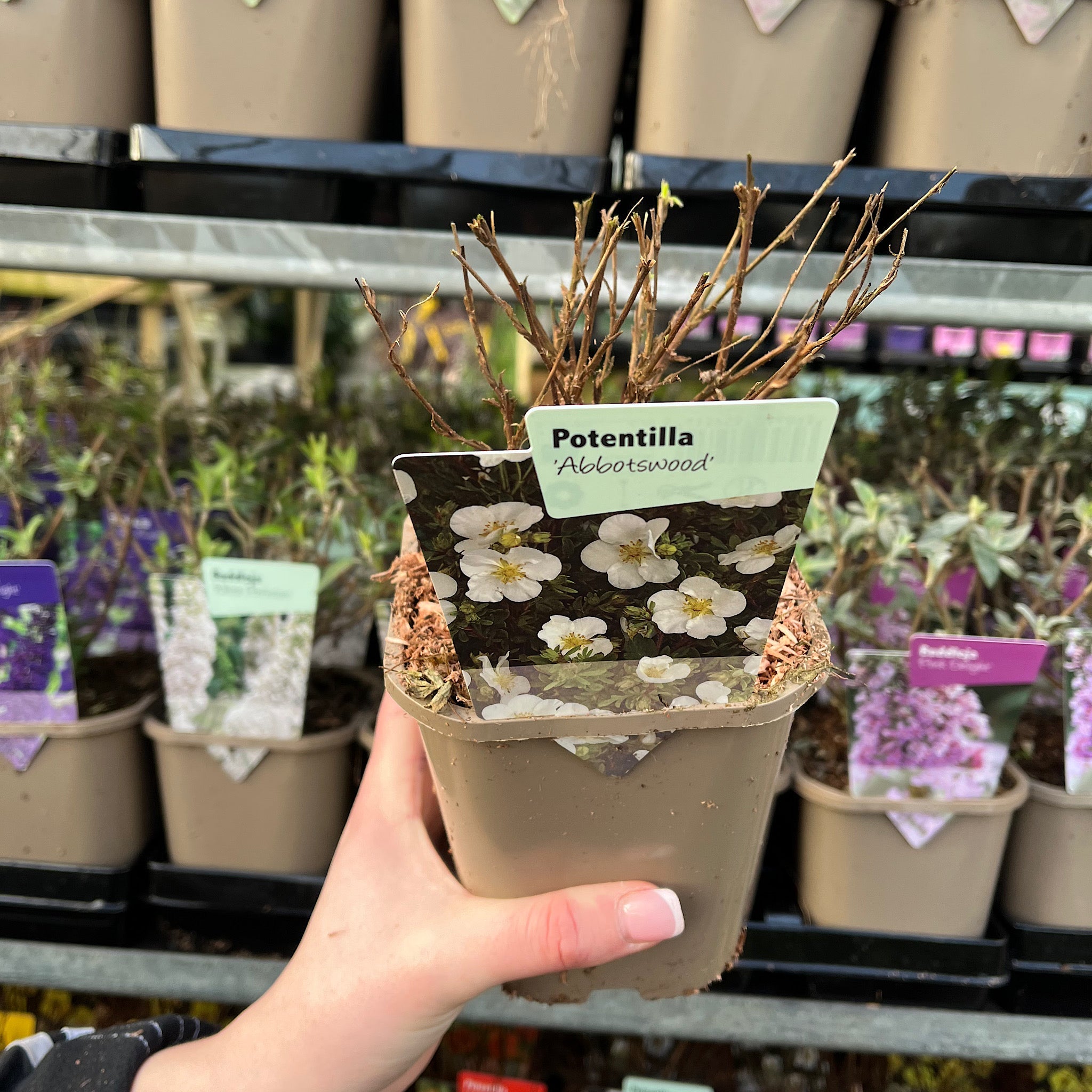 Potentilla fruticosa 'Abbotswood' 1L / 2L
