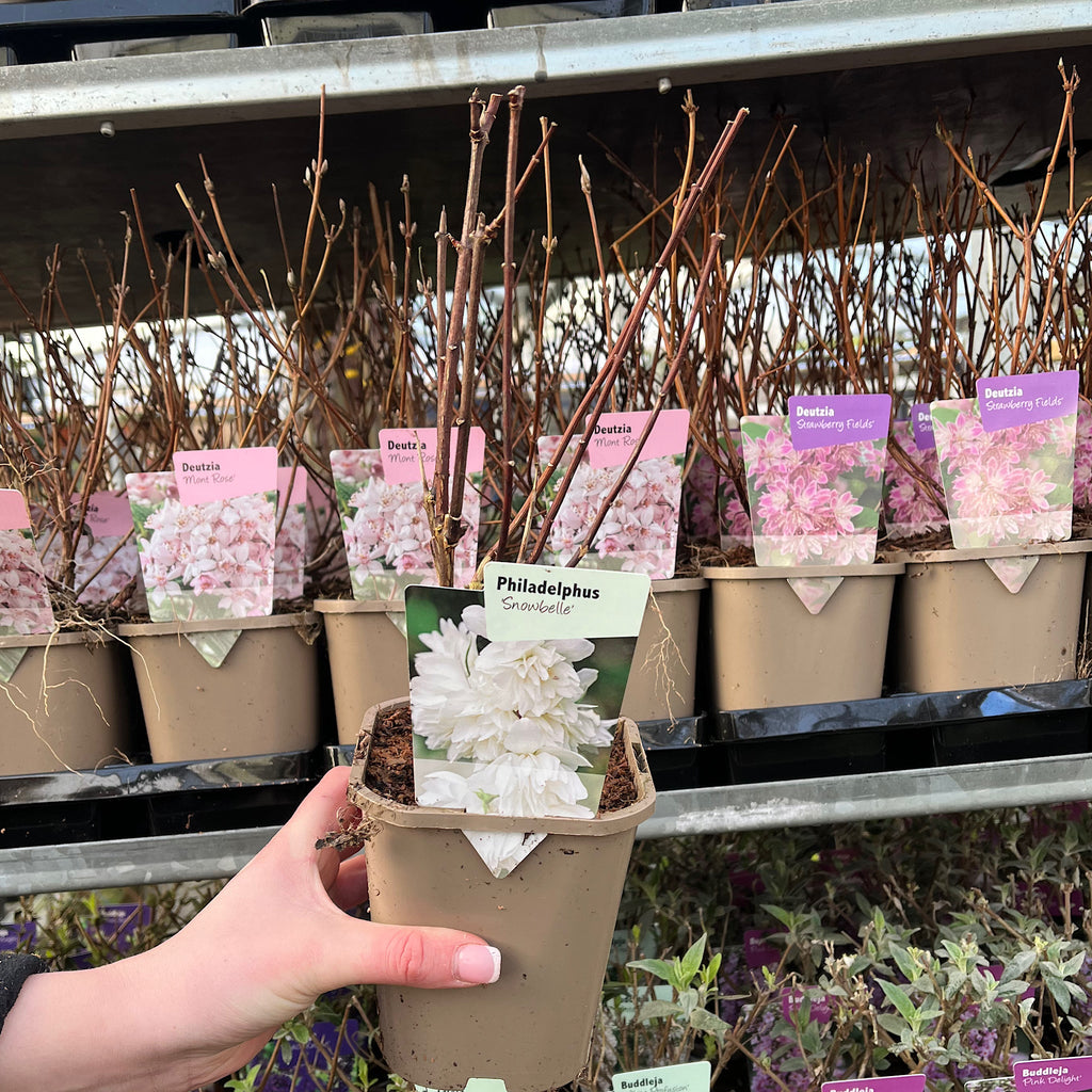 Philadelphus 'Snowbelle' 9cm / 1L / 2L /5L
