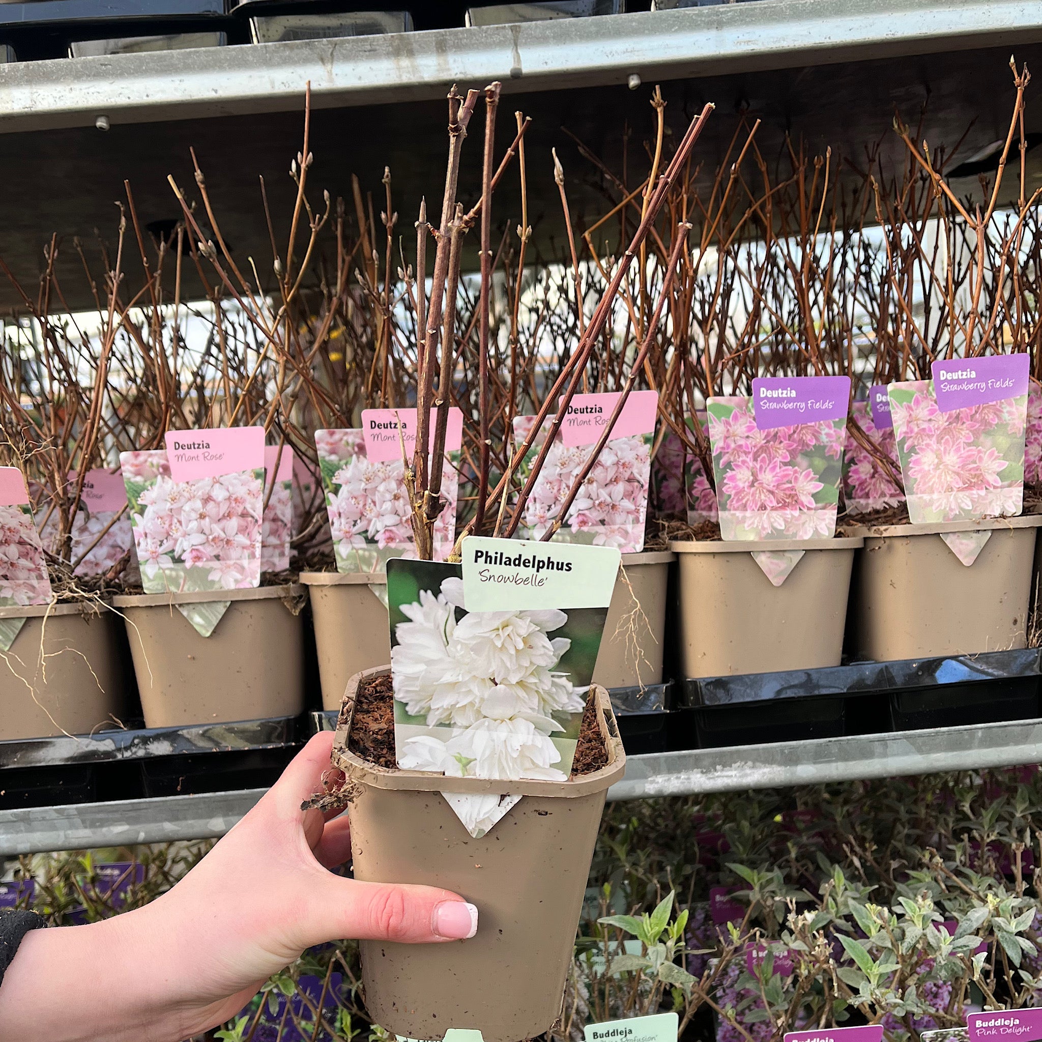 Philadelphus 'Snowbelle' 9cm / 1L / 2L /5L