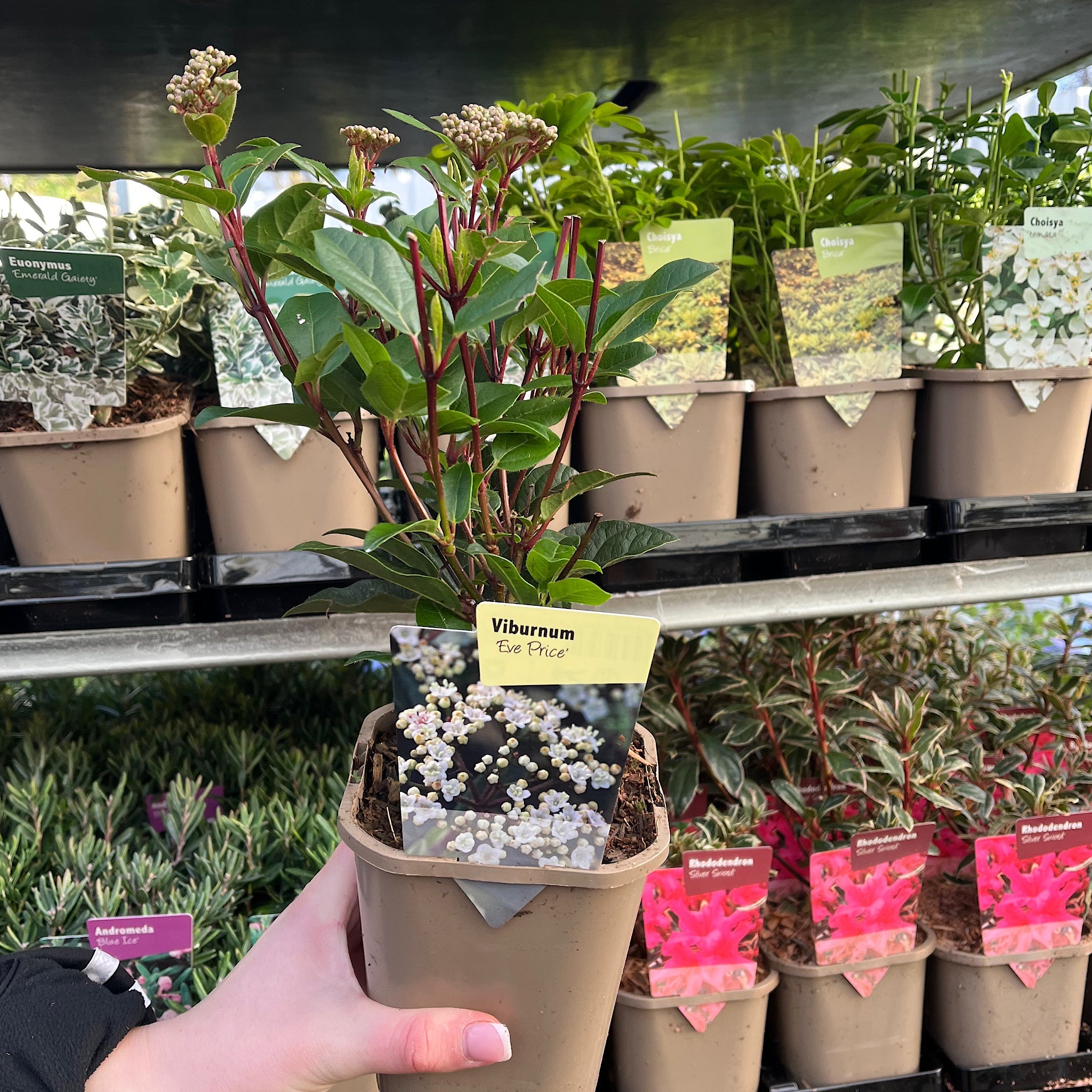 Viburnum tinus Eve Price 1L