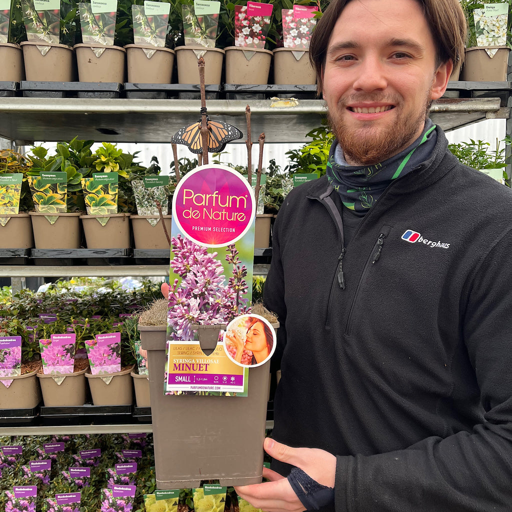 Syringa 'Minuet' (Lilac) 5L