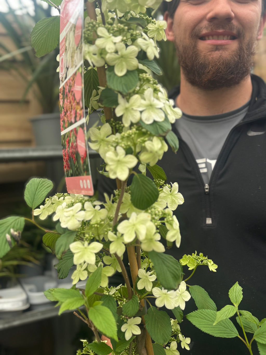 Viburnum Kilimandjaro Sunrise 100cm