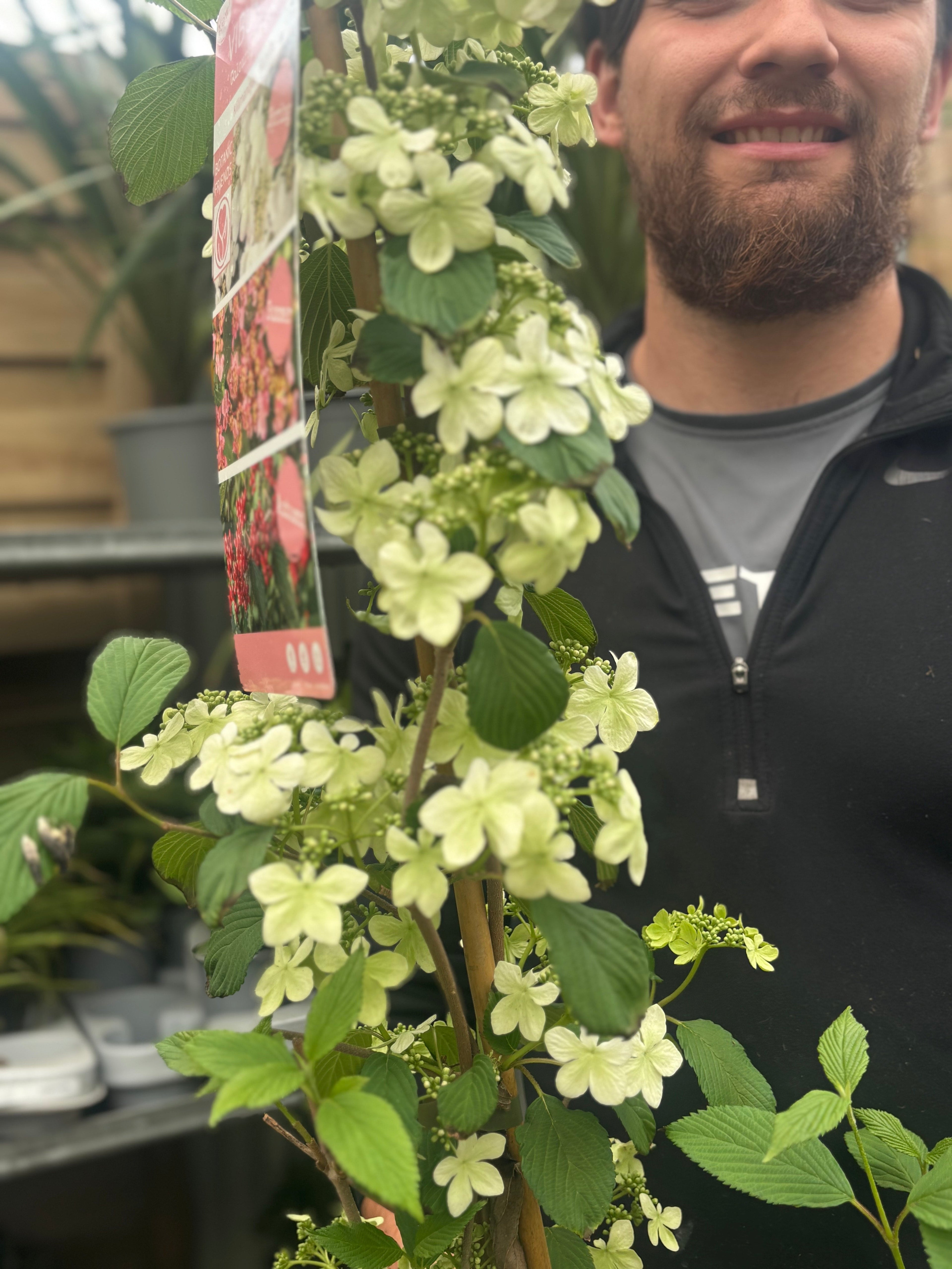Viburnum Kilimandjaro Sunrise 100cm