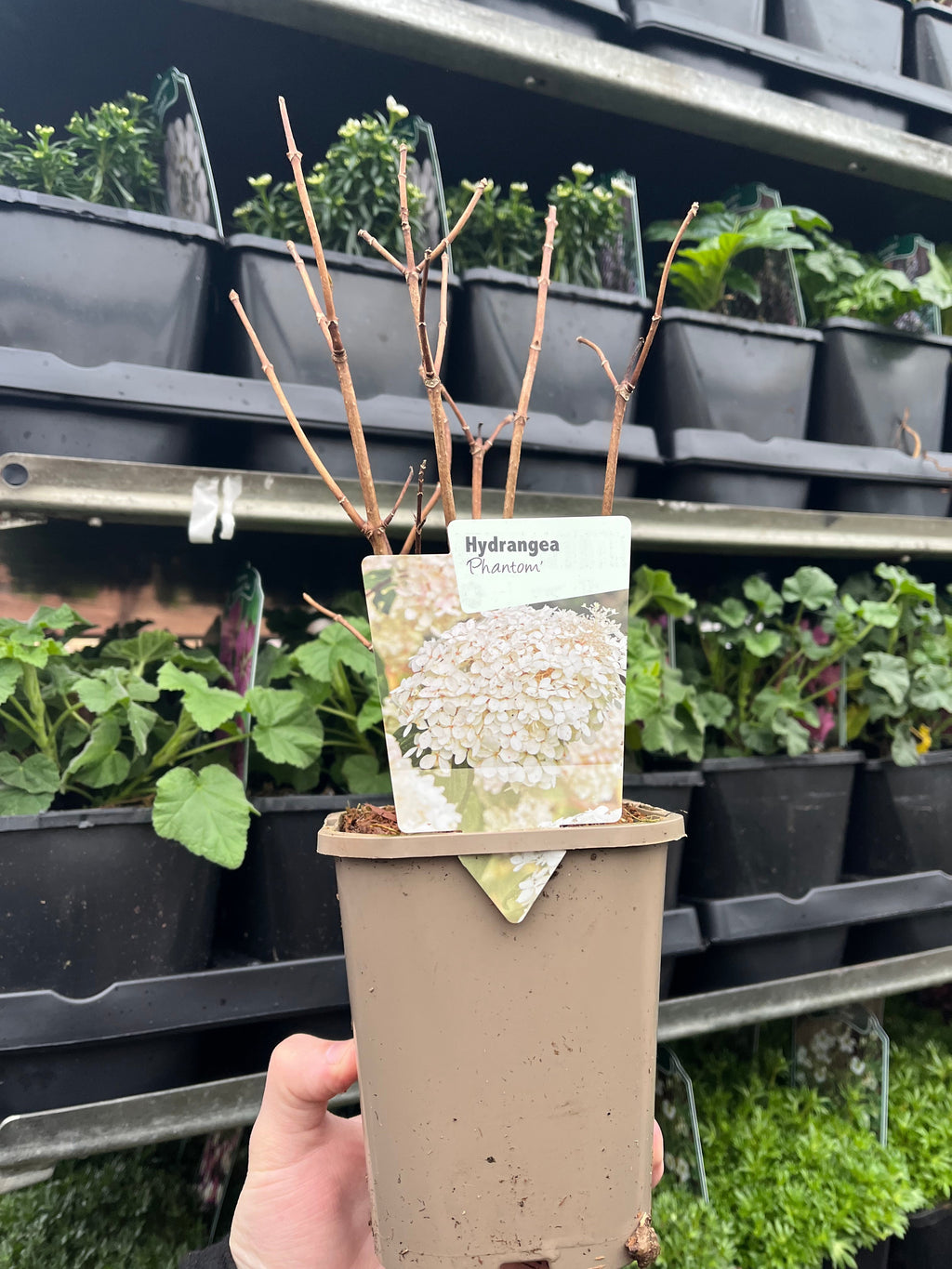 Hydrangea paniculata Phantom 1L (30-40cm inc. pot)