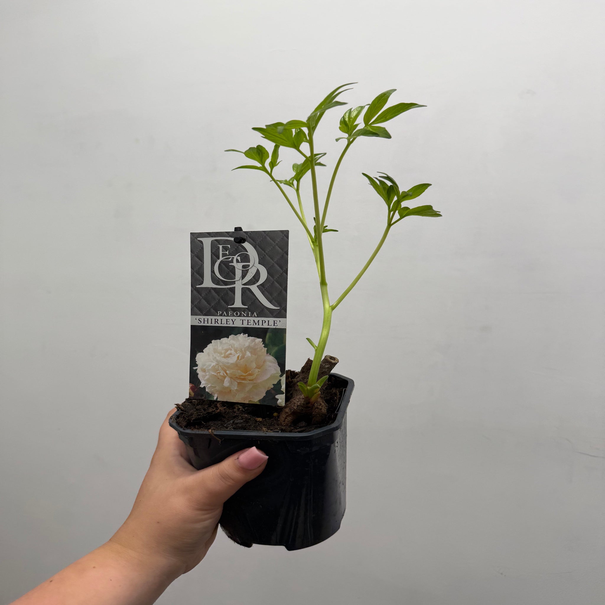 Peony 'Shirley Temple' 1L / 2L