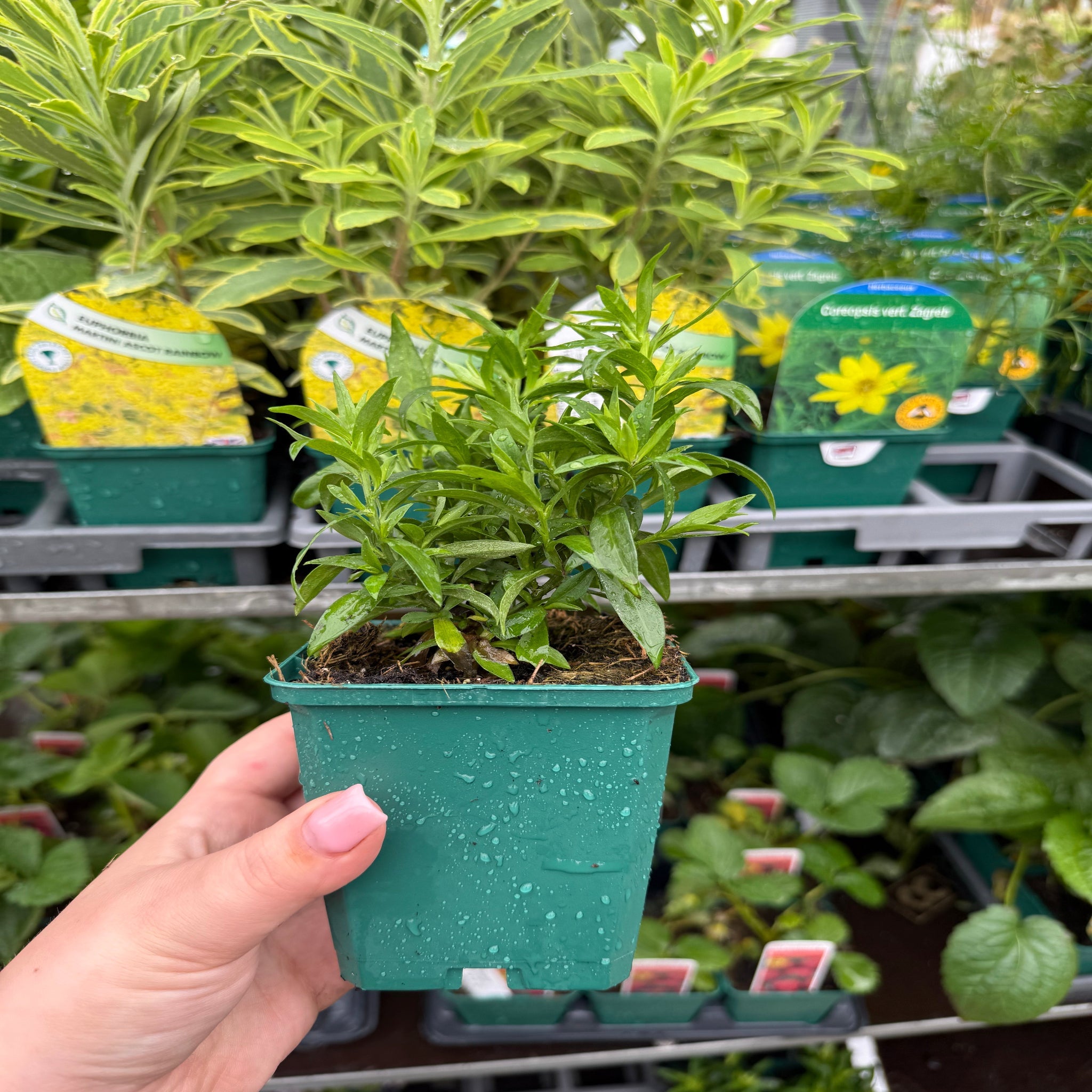 Aster novi - belgii 'Jenny' 9cm