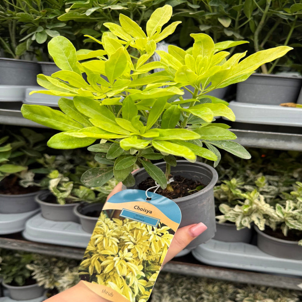 Choisya ternata Sundance - Brica/Lich 9cm-5L