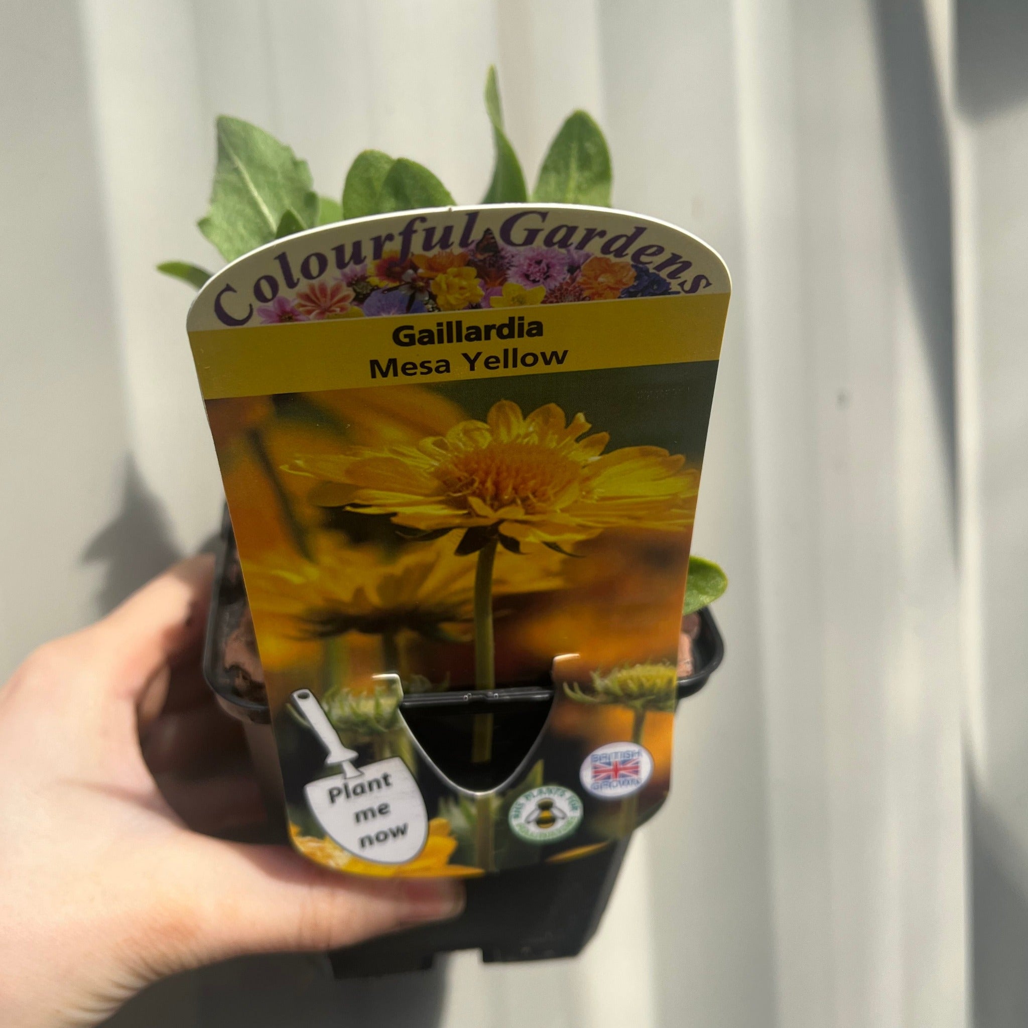 Gaillardia 'Mesa Yellow' 9cm / 2L