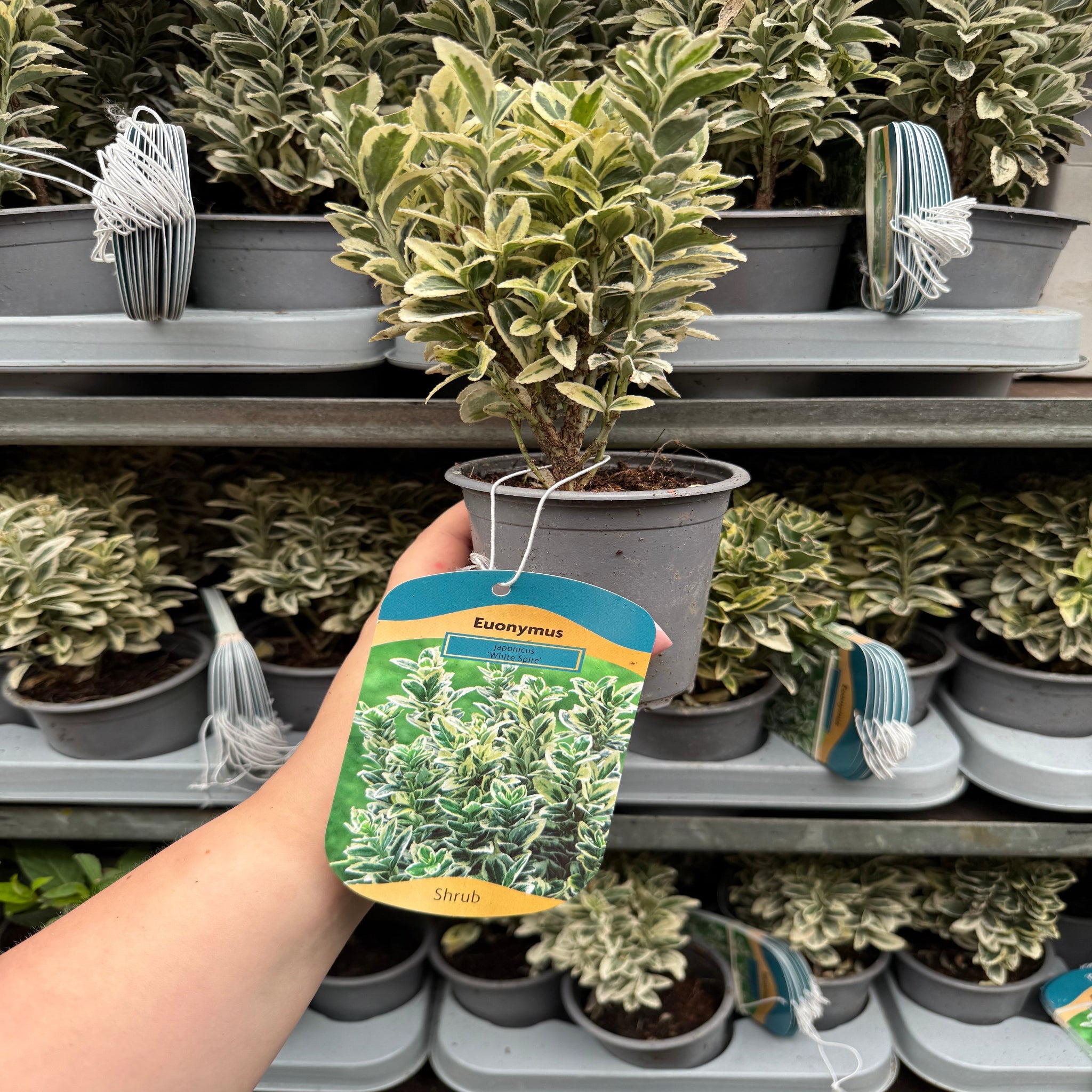 Euonymus japonicus 'White Spire' 9cm-4L (Multibuy Offers Available)