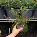 Ceanothus 'Puget Blue' (Californian Lilac) 9cm / 2L