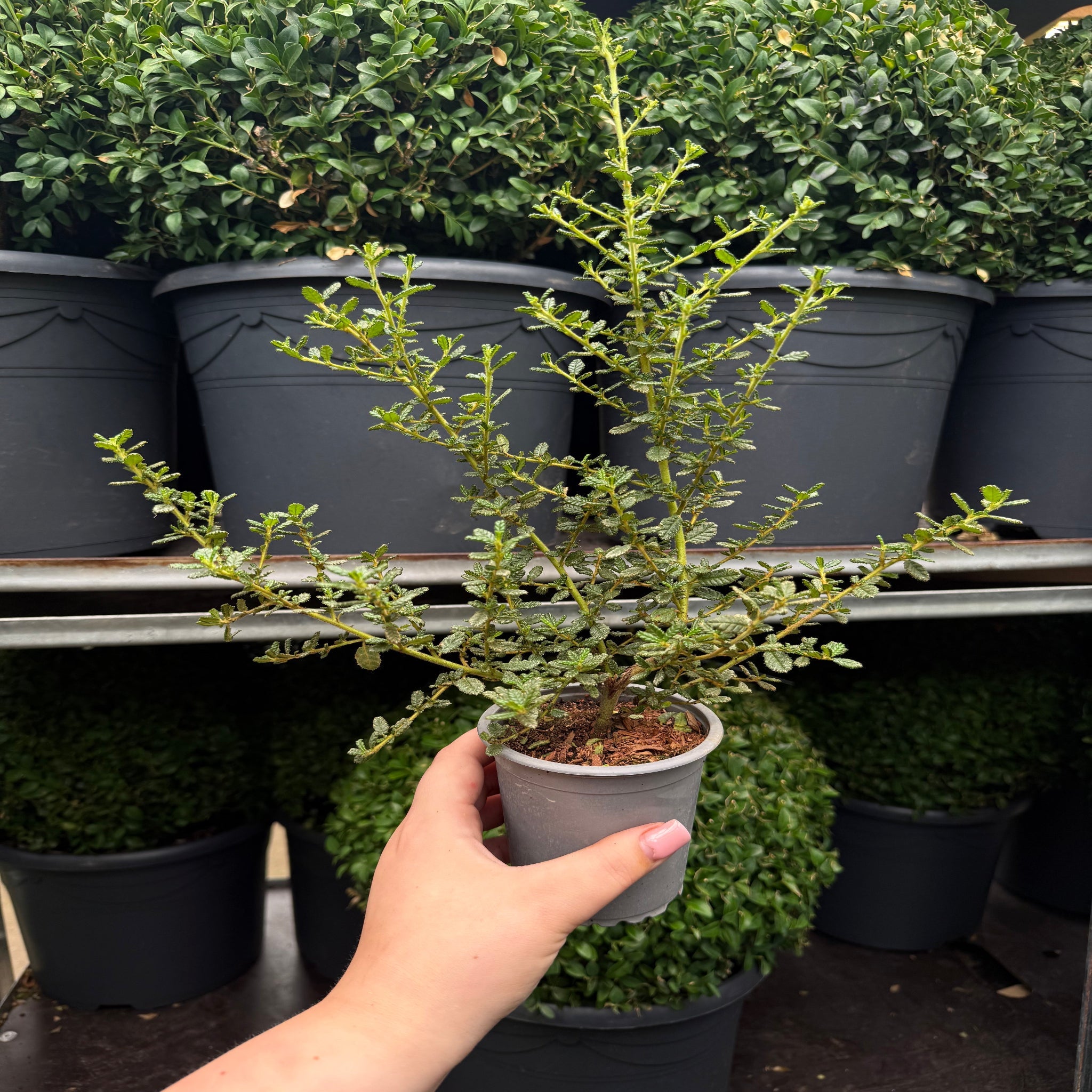 Ceanothus 'Puget Blue' (Californian Lilac) 9cm / 2L