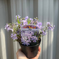 Phlox subulata 'Emerald Cushion Blue' 9cm Pot