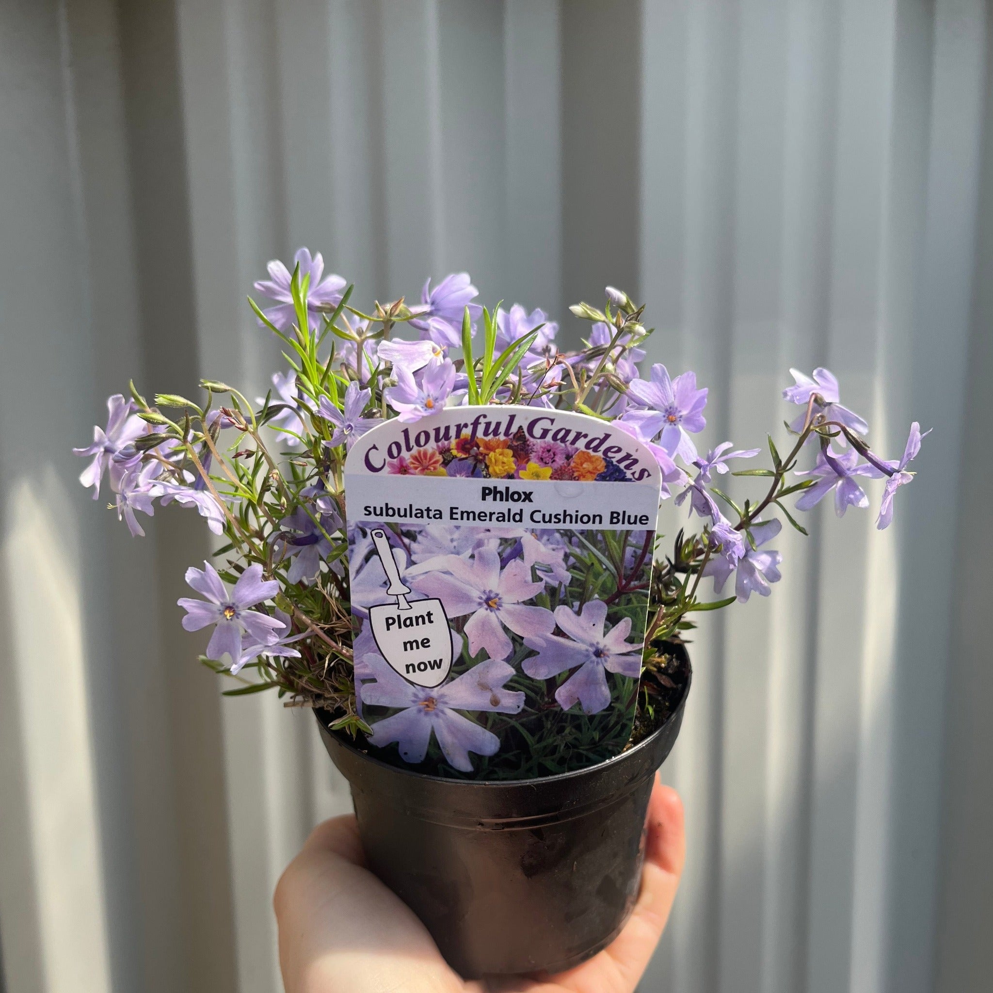 Phlox subulata 'Emerald Cushion Blue' 9cm Pot