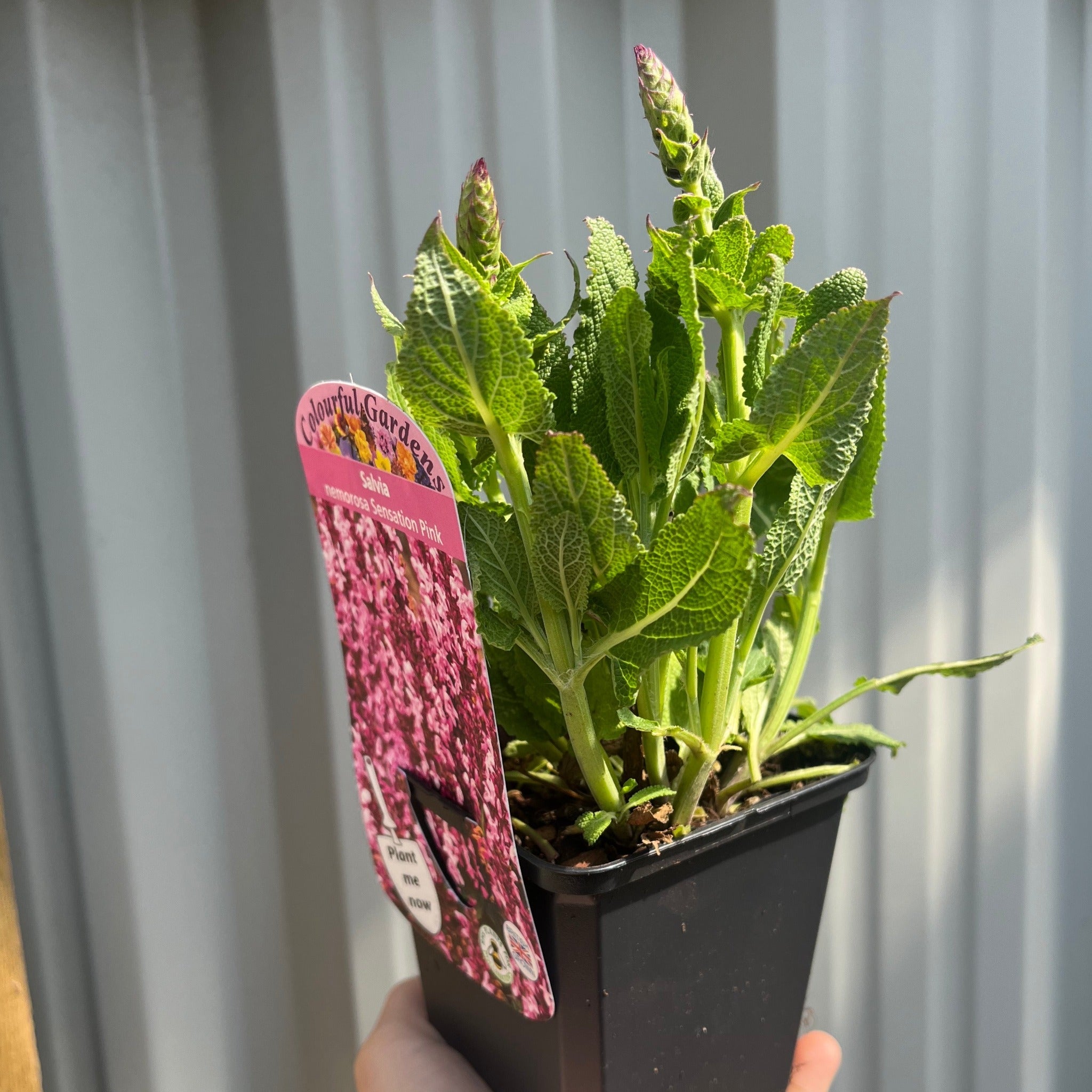 Salvia nemerosa 'Sensation Pink Rose' 9cm