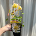Aquilegia 'Spring Magic Yellow'