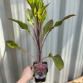 Digitalis purpurea Virtuoso Rose 9cm