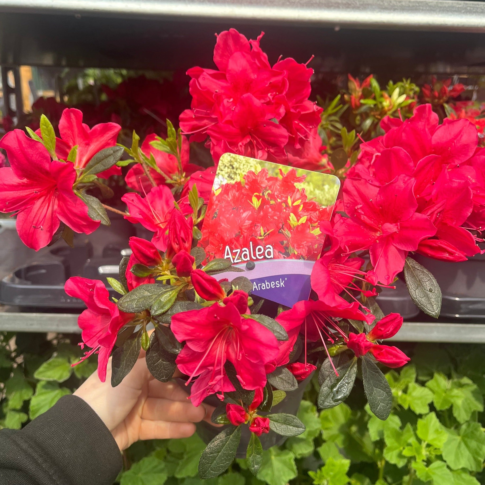 Azalea 'Arabesk'