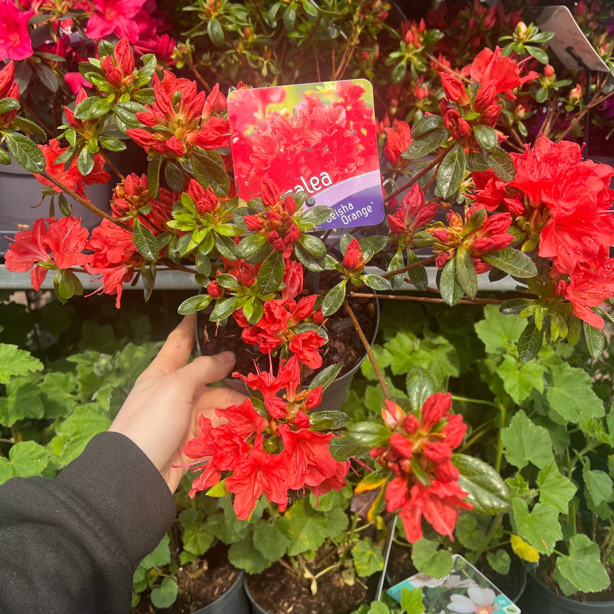 Azalea 'Geisha Orange' 1L-3L