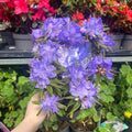 Dwarf Rhododendron 'Purple Pillow' 1L