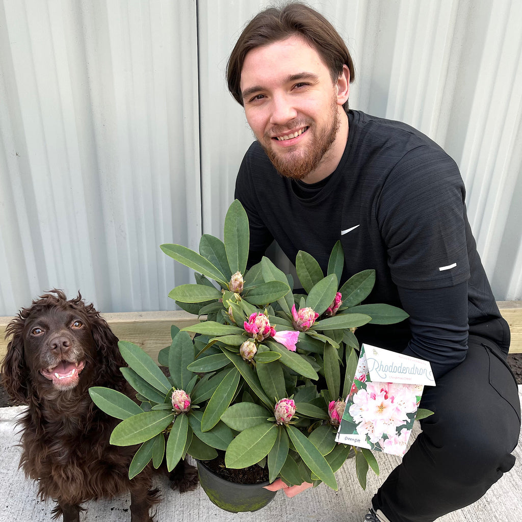 Rhododendron 'Christmas Cheer' 5L | Flowers Late Winter/Early Spring