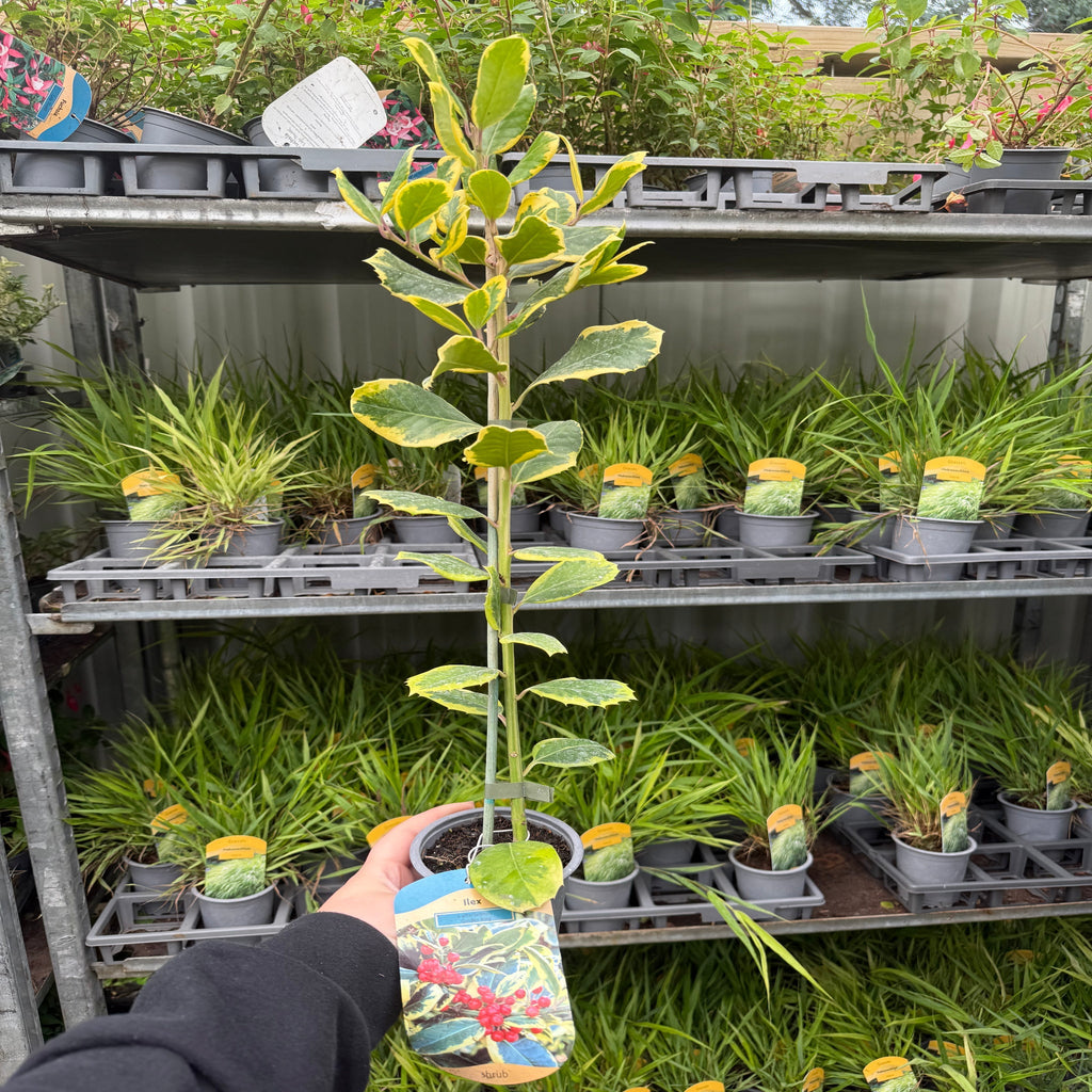 Ilex x altaclarensis  'Golden King' | Variegated Holly 9cm / 2L