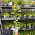 Ilex x altaclarensis  'Golden King' | Variegated Holly 9cm / 2L