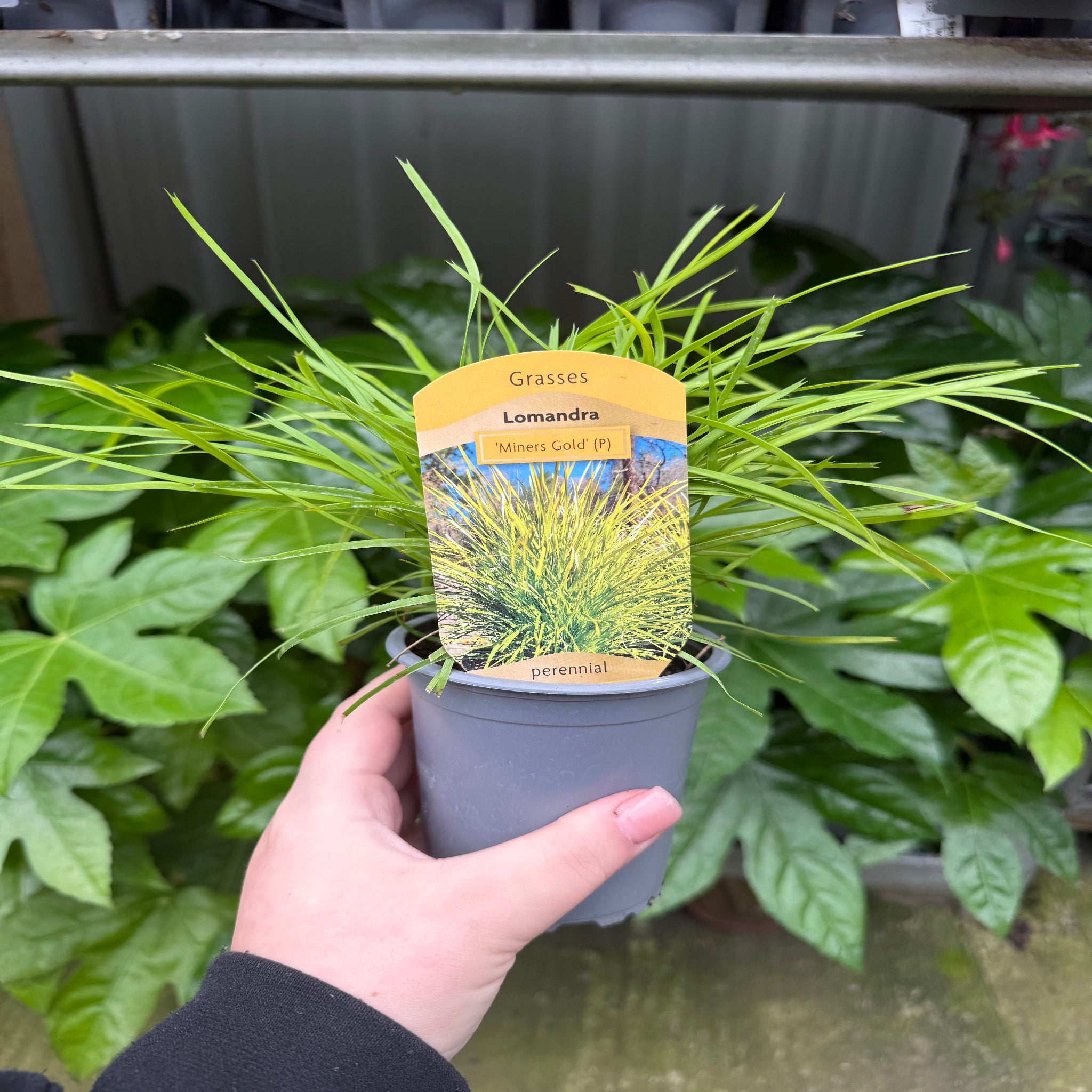 Lomandra longifolia 'Miner's Gold' 9cm