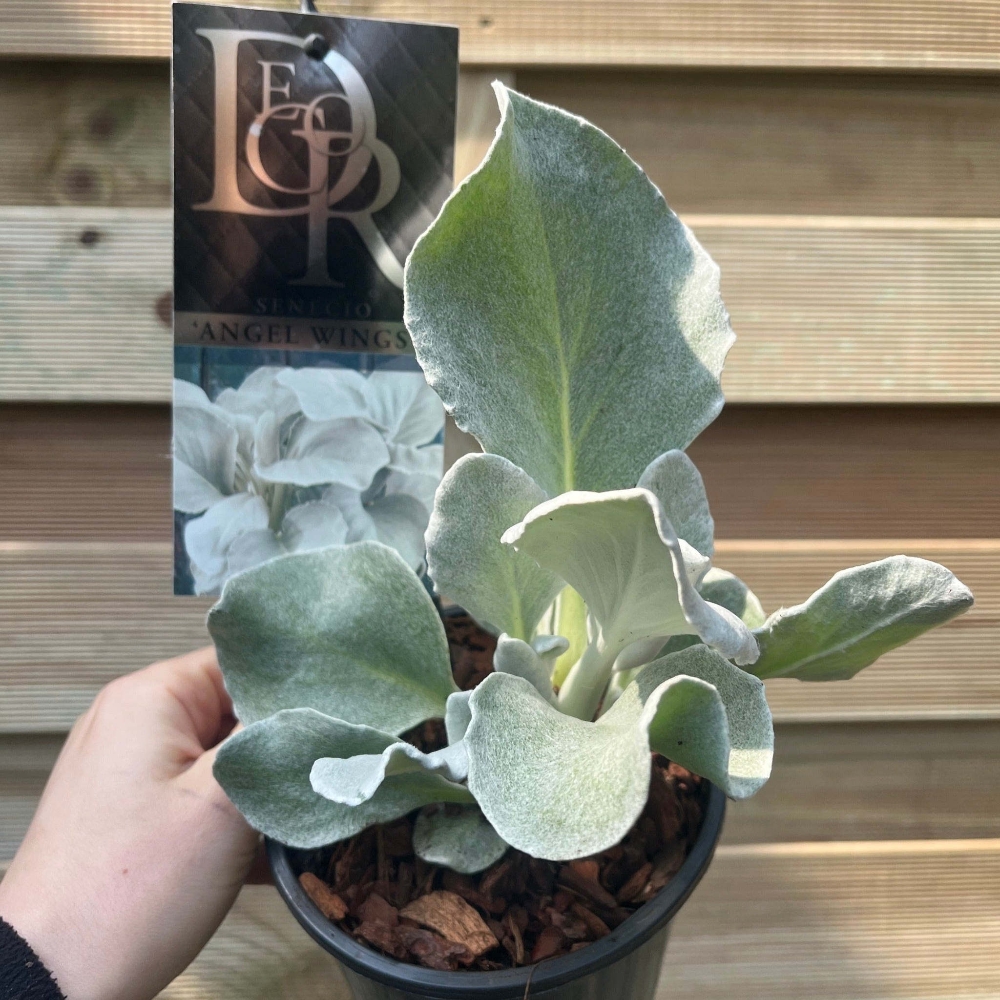 Senecio 'Angel Wings' Evergreen 9cm/2L/5L