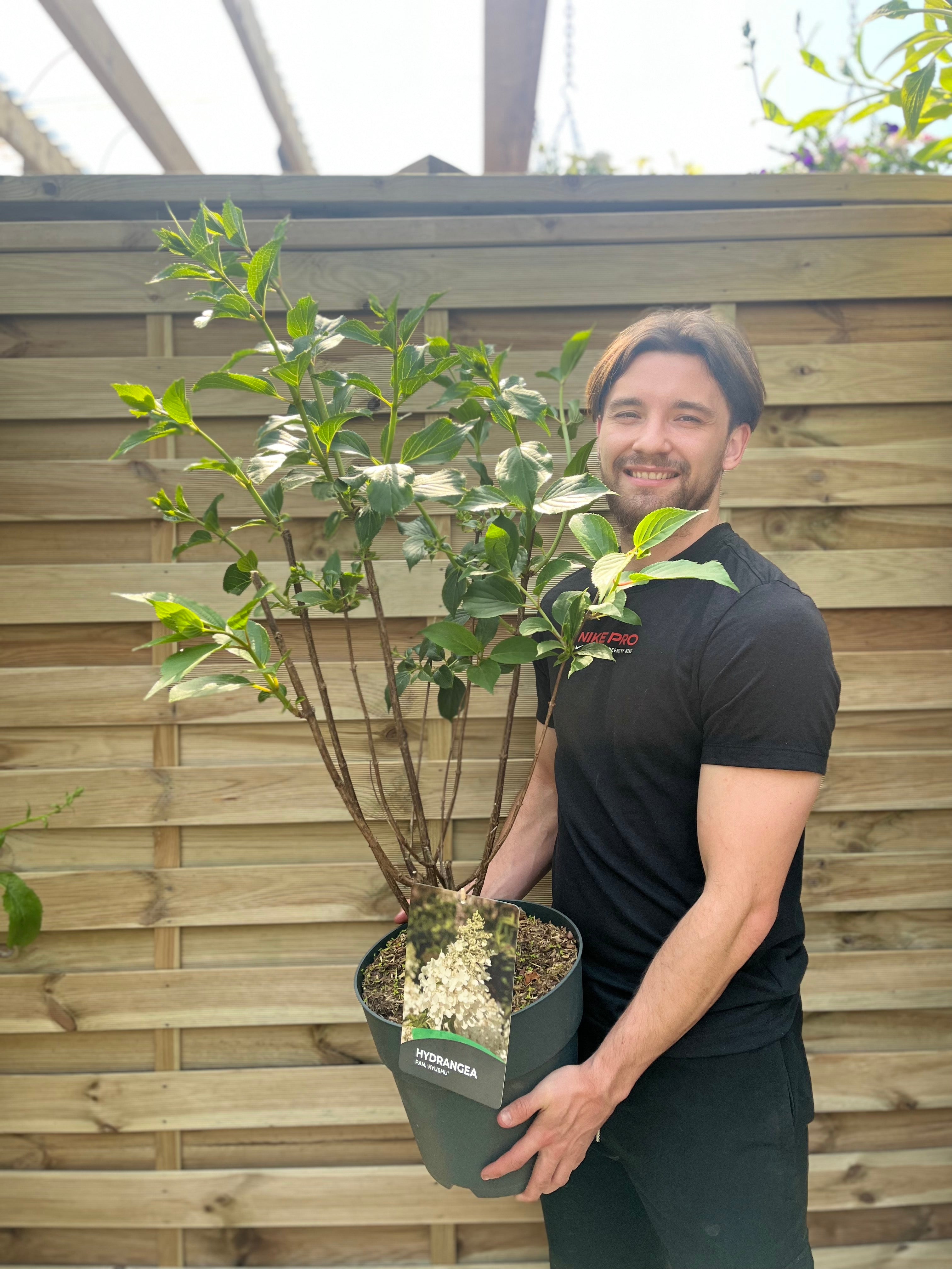 Hydrangea paniculata 'Kyushu' 2/9.5L