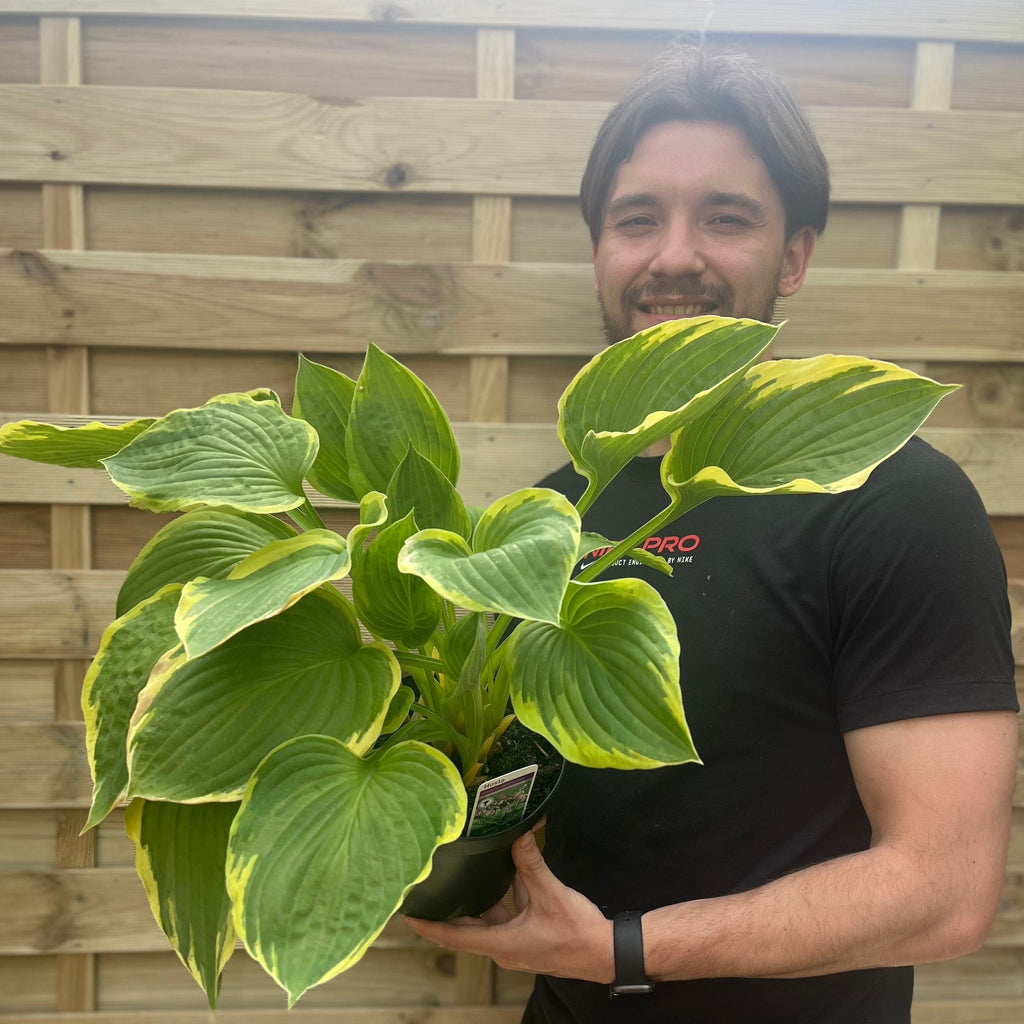 Hosta 'Aureomarginata' 2L