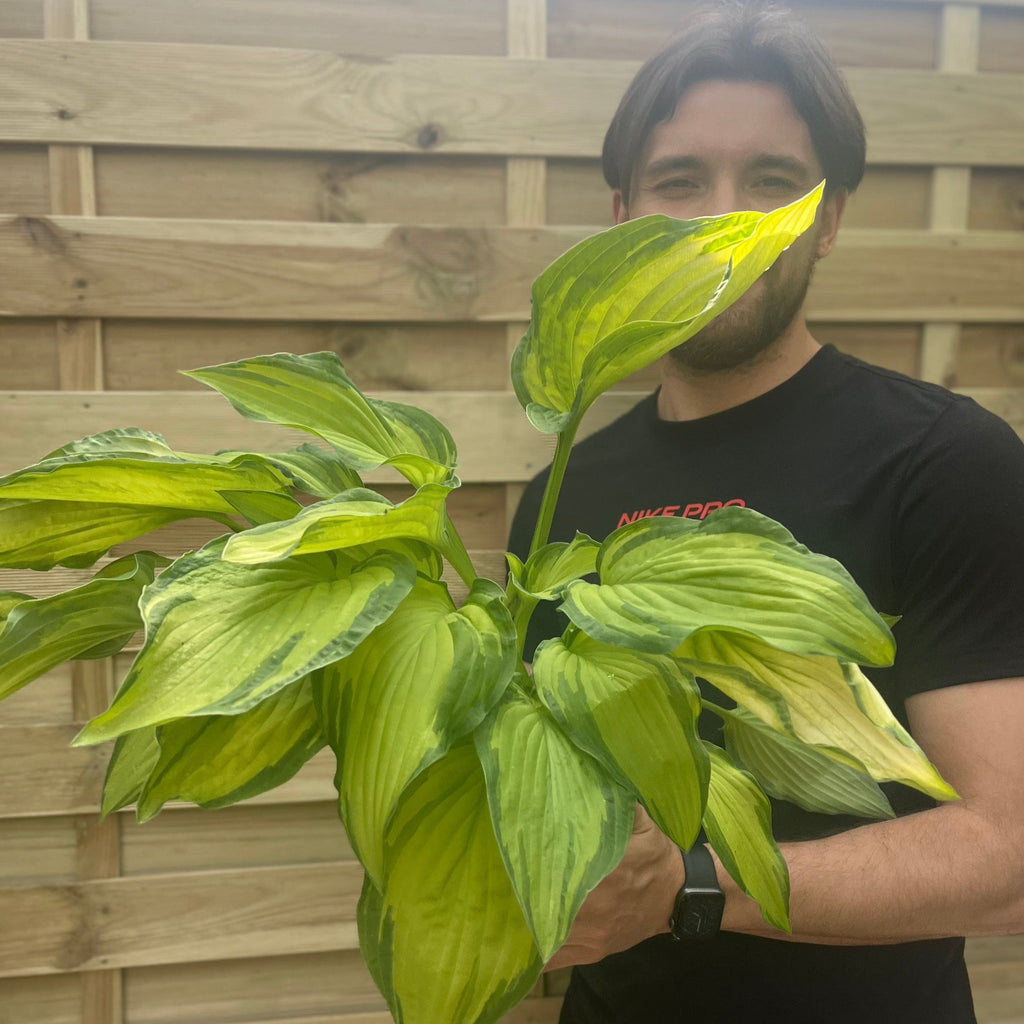 Hosta 'Albopicta' 2L