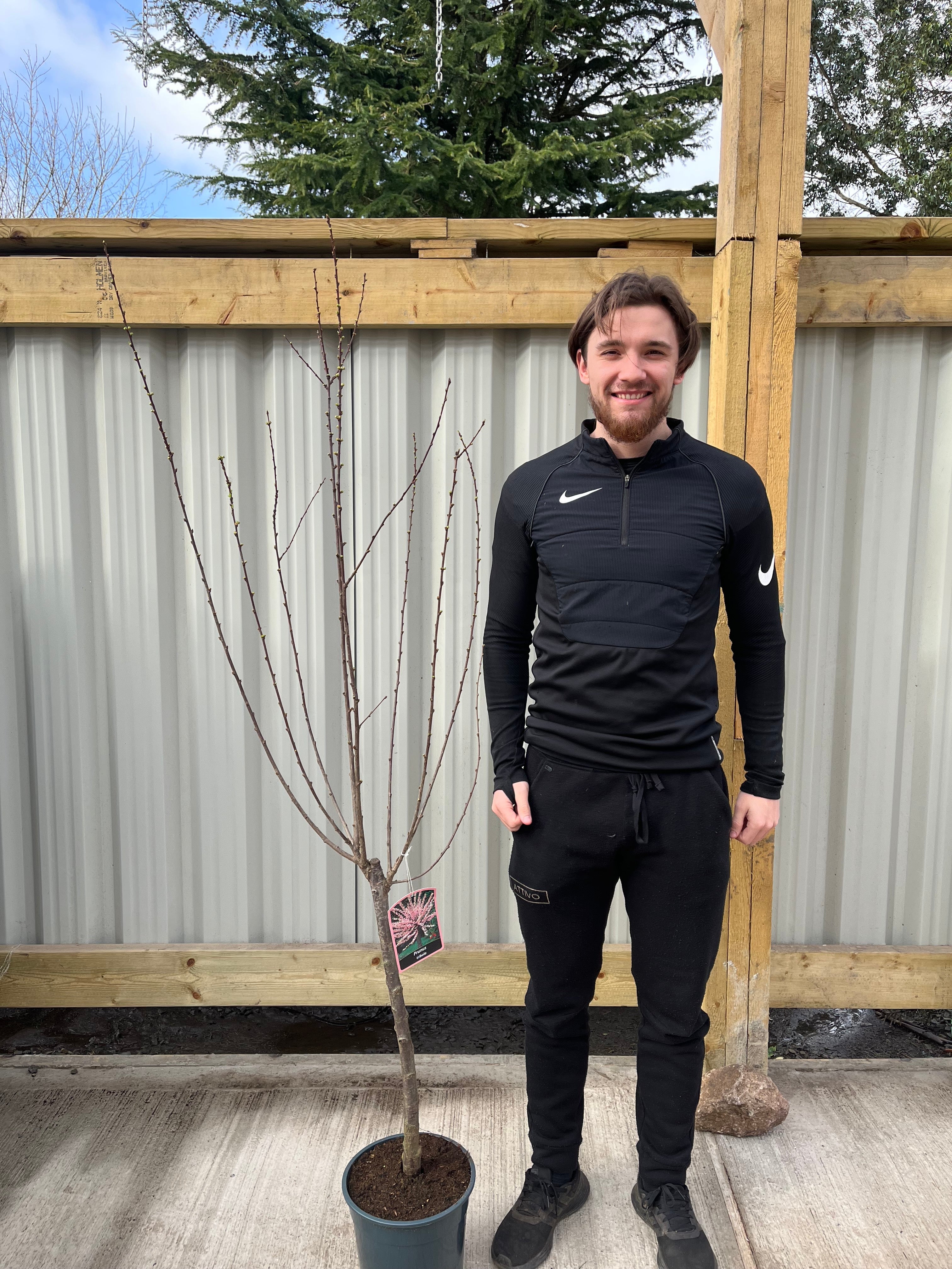Prunus Triloba | Double Flowering Cherry-Almond Blossom Tree | 6ft (160-180cm)