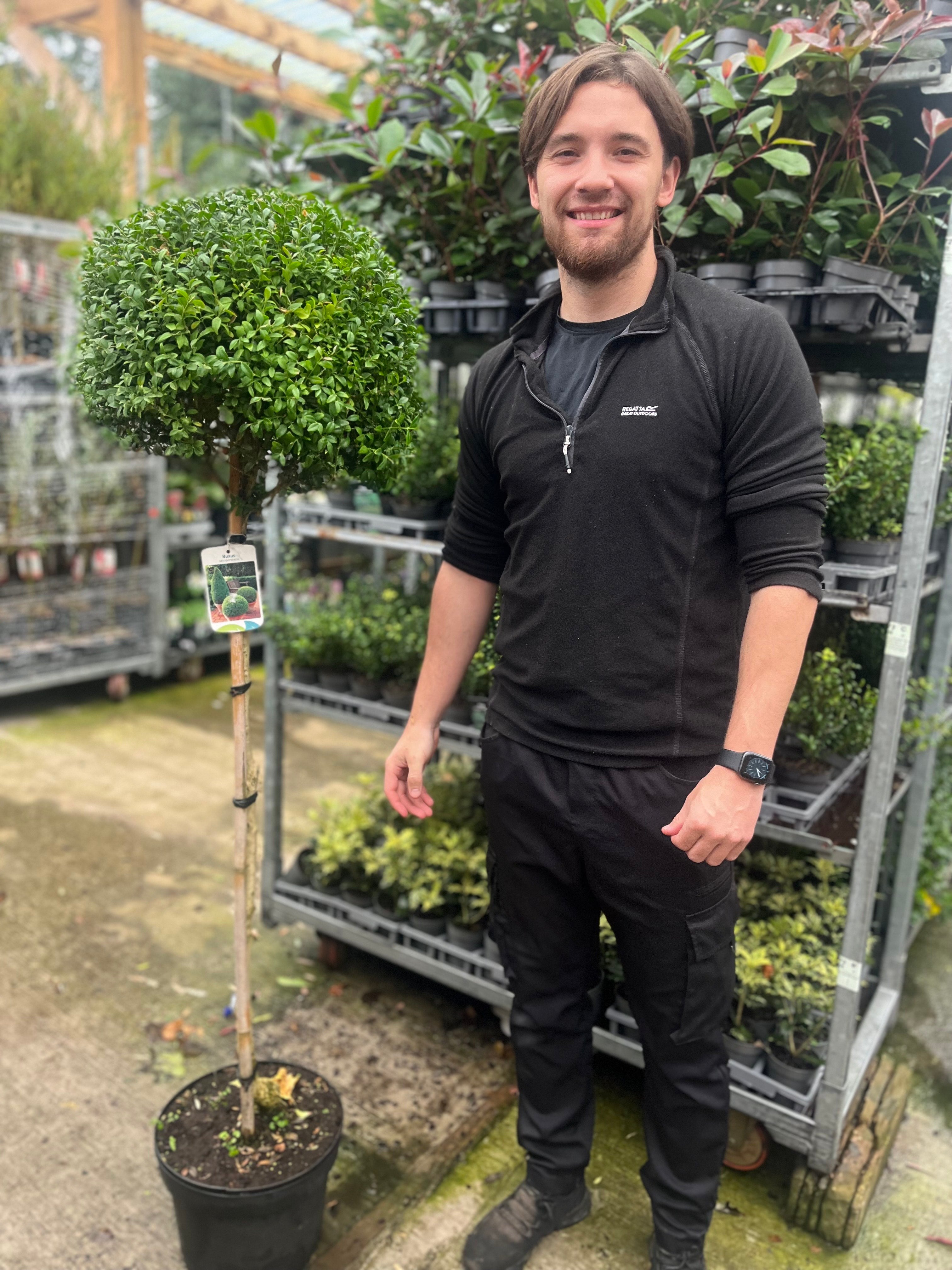 Buxus Topiary Ball on Stem | Buxus sempervirens Topiary | 80-90cm/160cm