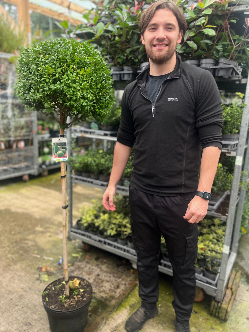 Buxus Topiary Ball on Stem | Buxus sempervirens Topiary | 80-90cm/160cm