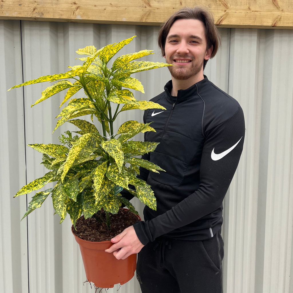 Aucuba Spotted Laurel 2L / 5L