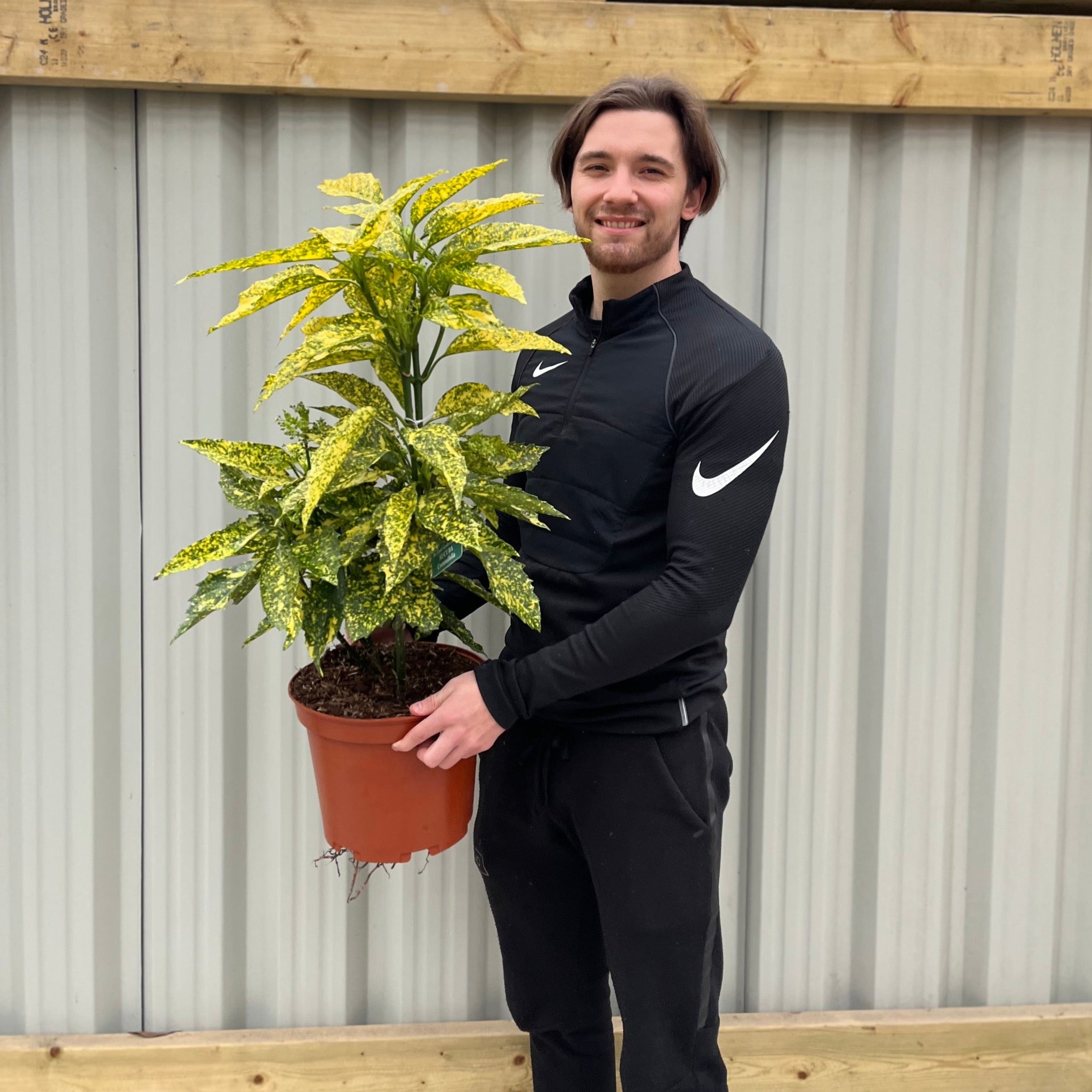 Aucuba Spotted Laurel 2L / 5L