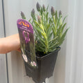Lavender Stoechas Javelin Blue 9cm/1.5L