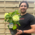 Dwarf Hydrangea | Hydrangea macrophylla 'Little White' 2L